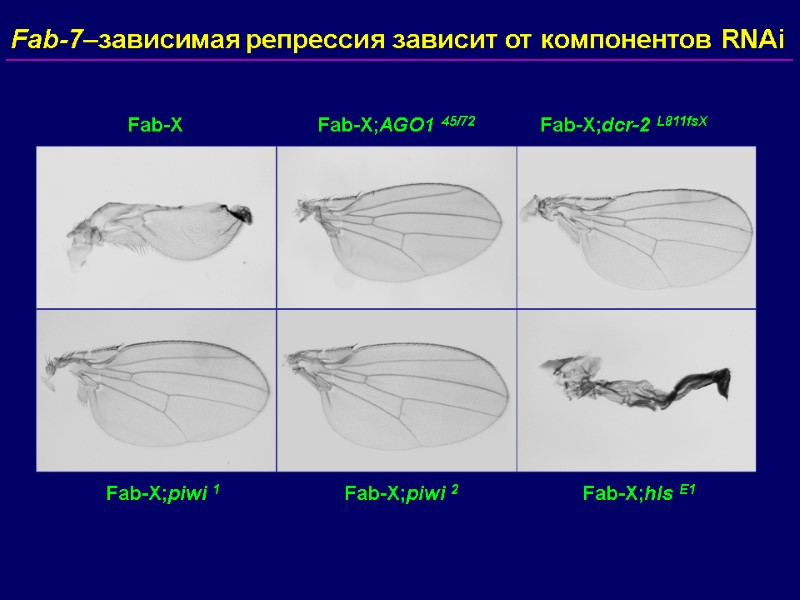 Fab-7–зависимая репрессия зависит от компонентов RNAi Fab-X Fab-X;dcr-2 L811fsX    Fab-X;AGO1 45/72